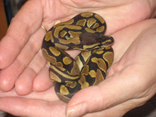 Load image into Gallery viewer, Ball Python