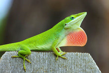 Load image into Gallery viewer, Green Anole