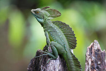 Load image into Gallery viewer, Green Basilisk