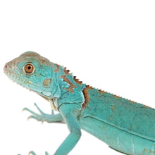 Load image into Gallery viewer, Blue Iguana