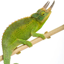 Load image into Gallery viewer, Jackson's Chameleon