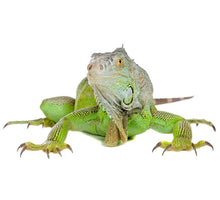 Load image into Gallery viewer, Green Iguana (Babies)