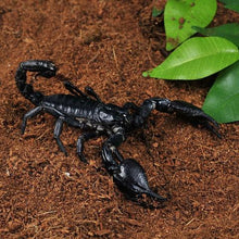 Load image into Gallery viewer, Asian Forest Scorpion