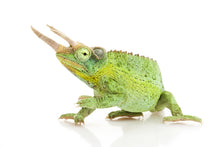 Load image into Gallery viewer, Jackson's Chameleon