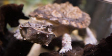 Load image into Gallery viewer, Mata Mata Turtle