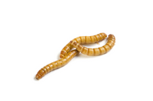 Load image into Gallery viewer, Live Mealworms