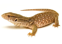 Load image into Gallery viewer, Savannah Monitor