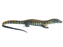 Load image into Gallery viewer, Nile monitor
