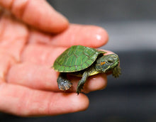 Load image into Gallery viewer, Red Eared Slider