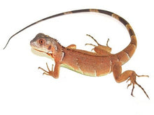 Load image into Gallery viewer, Red Iguana