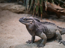 Load image into Gallery viewer, Rhinoceros Iguana