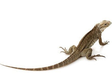 Load image into Gallery viewer, Rhinoceros Iguana