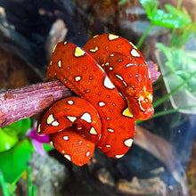 Load image into Gallery viewer, Red Biak Green Tree Python