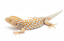 Load image into Gallery viewer, Tokay Gecko