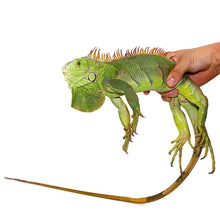Load image into Gallery viewer, Green Iguana - (Juveniles)