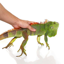 Load image into Gallery viewer, Green Iguana - (Juveniles)