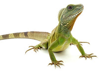 Load image into Gallery viewer, Chinese Water Dragon