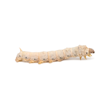 Load image into Gallery viewer, Silkworms