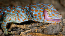 Load image into Gallery viewer, Tokay Gecko